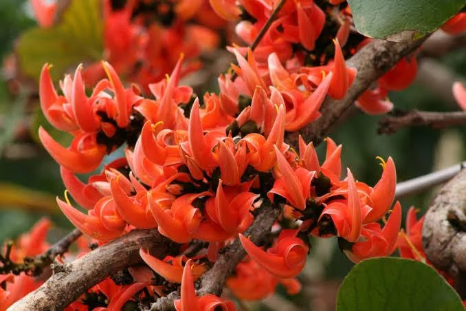 Palash Flowers (Butea monosperma) used in QuasoCOL